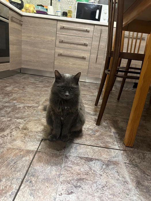 Отдам в хорошие руки.