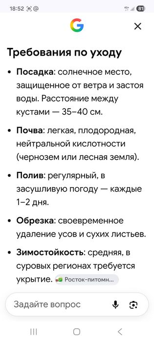 Клубника Клери рассада