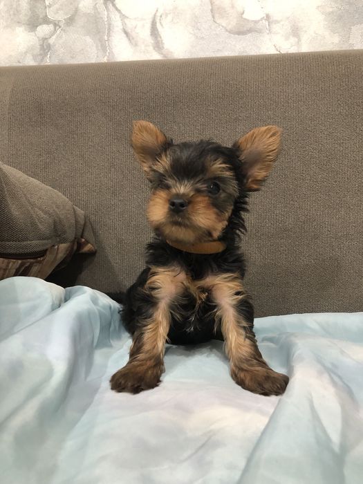 Щенки Йорка мальчики 2 месяца