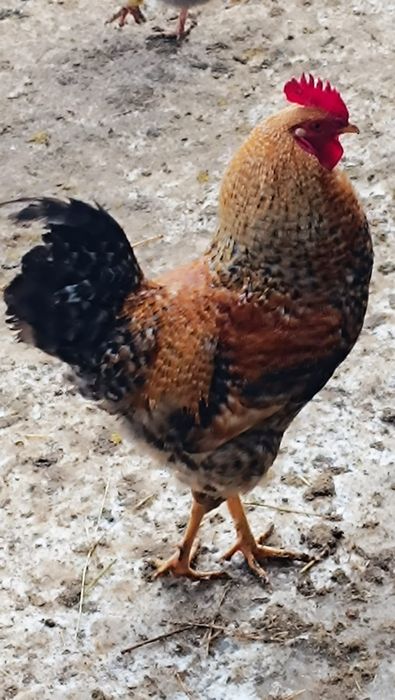 Яйцо инкубационное куриное