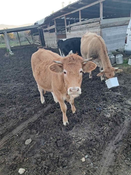 Продавам 5 женски телета