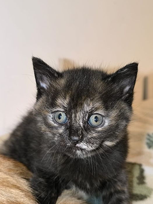 котята британцы чистокровки