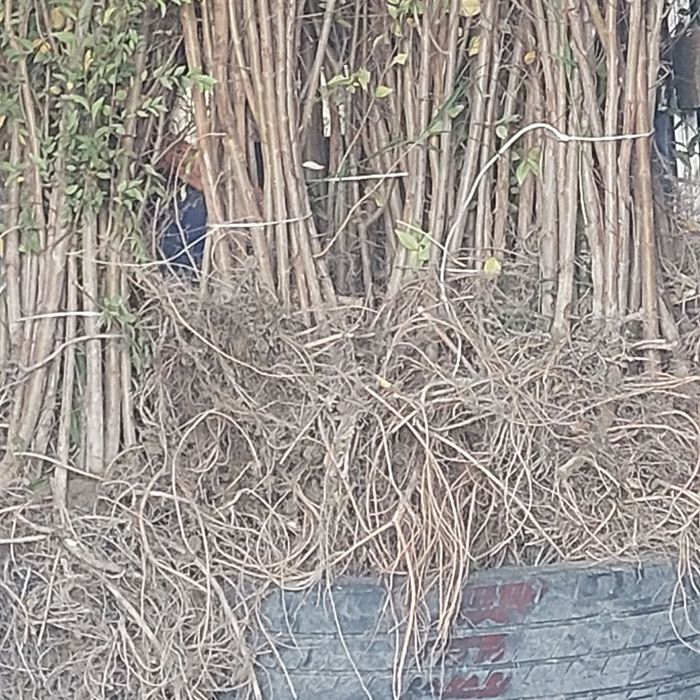 Qayragʻoch Koʻchatlari (gujum) sotiladi