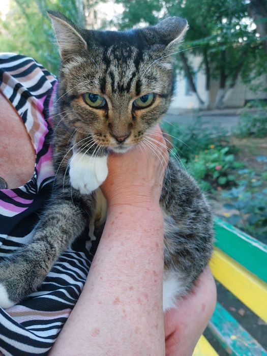 Пристраивается кошечка