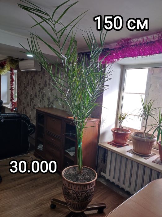 Комнатные растения в офис