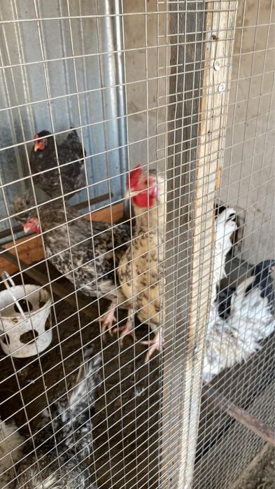 Жас кораздар сатылады