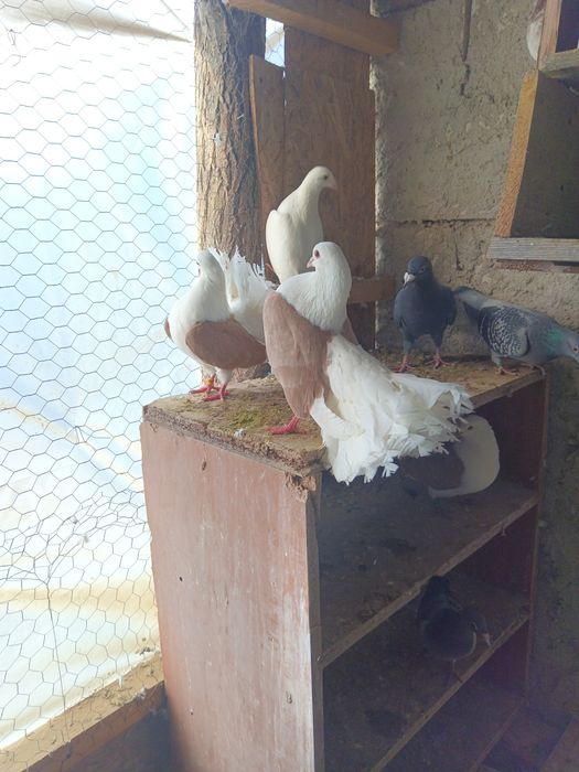 Vând porumbei rotați 150 perechea