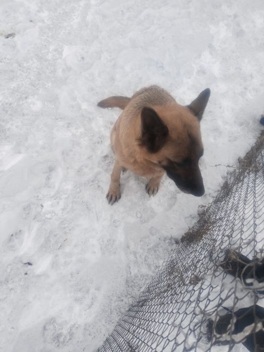 Продам щенков 50000