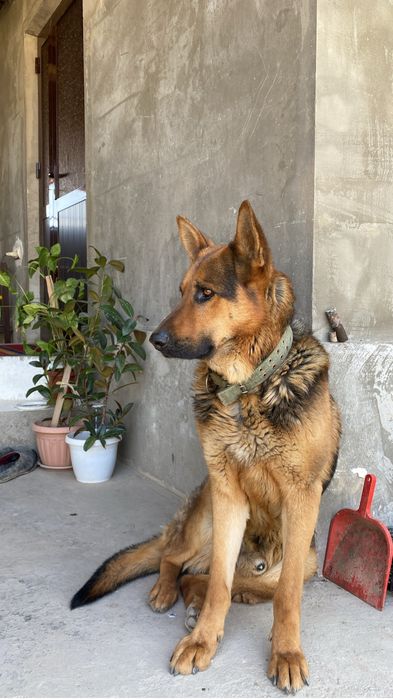 Вязка немецкая овцарка