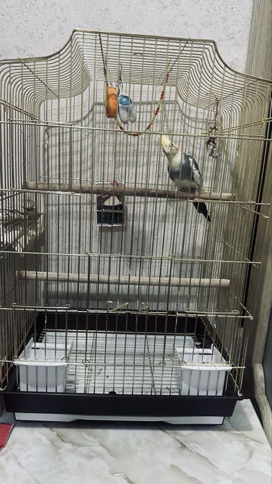 Продам попугай с клеткой