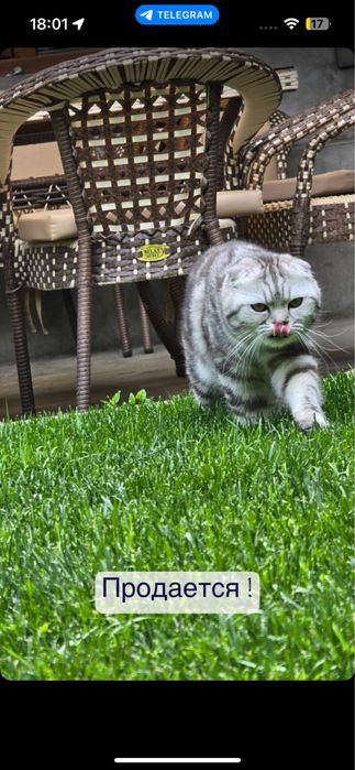 Шиншилла, Скотиш Фолд вяскага