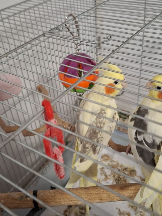 Vând mascul  nimfă sau schimb cu o femelă