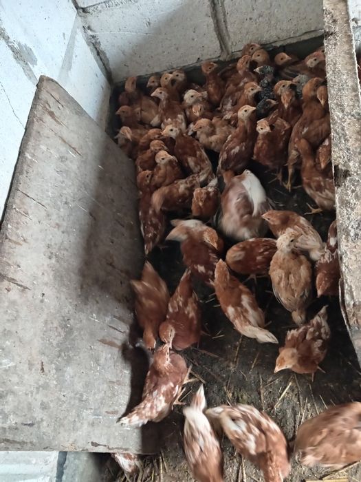 Puicute outoare issa brown 7 săptămâni