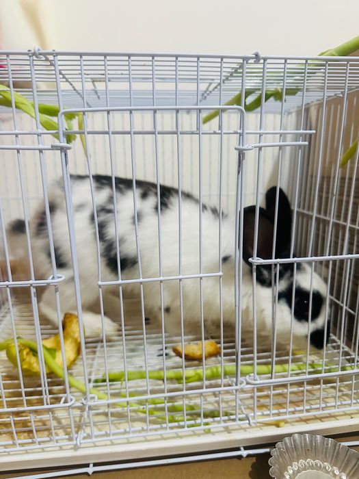 Продам кролика зайчика