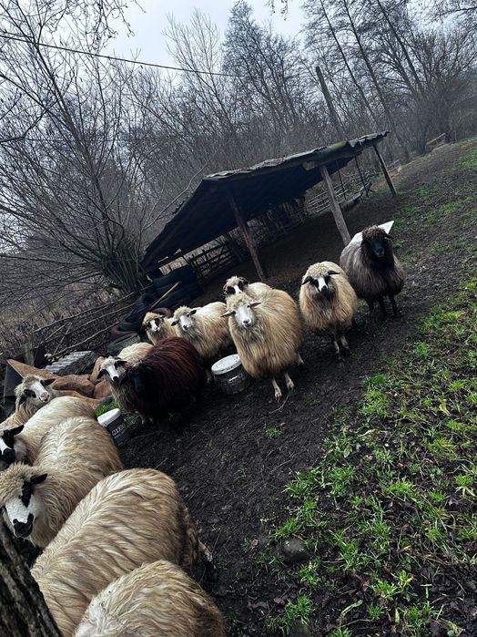 Vând oi. Detalii la numărul de telefon  vând oi detalii la telefon