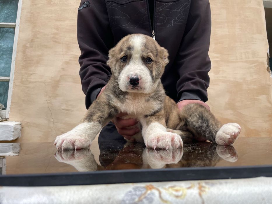 Щенок Алабая ( Туркменский ) чистокровный