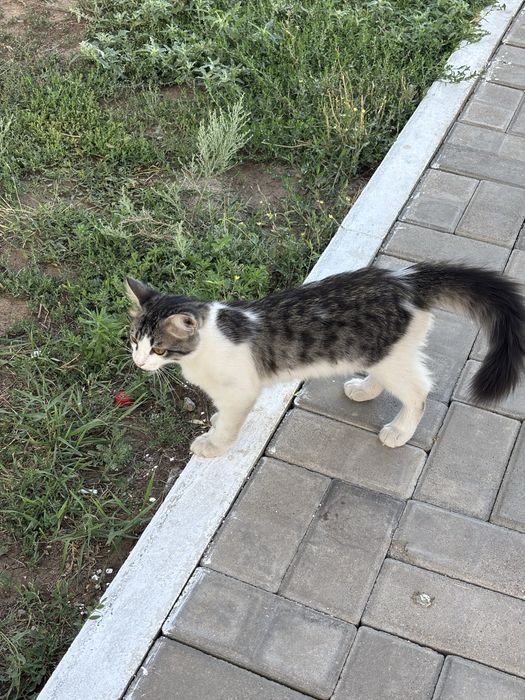 Ищем дои коту (кострат)