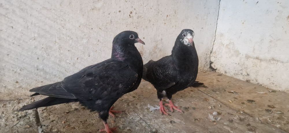 молодые пискуны гульсары и челкари