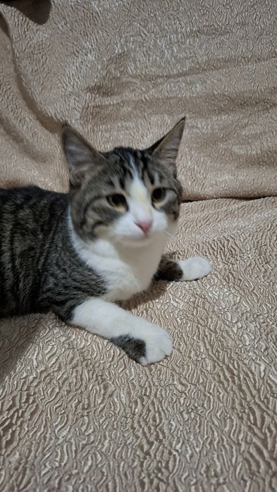 Котята в добрые руки !