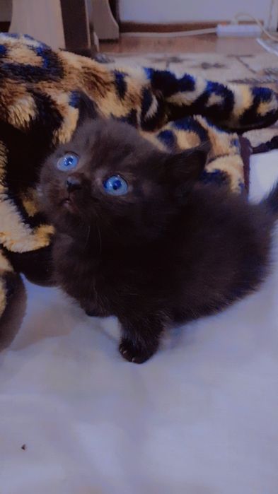 МАНЧКИНЫ  котики короткие лапы