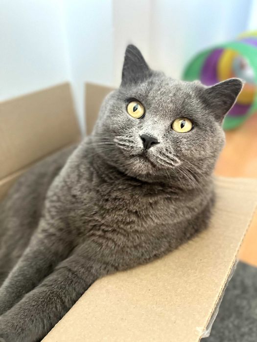 Кошка Британка ищет дом