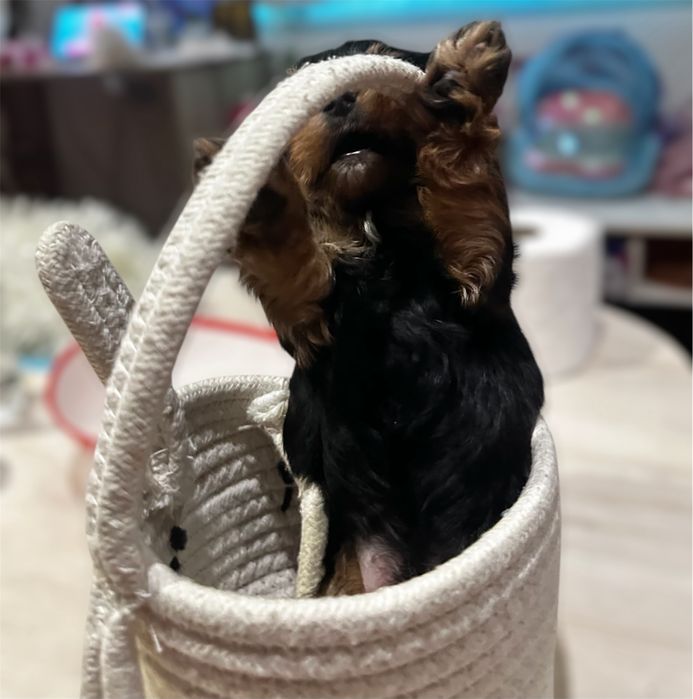 Мини Йоркширски териер