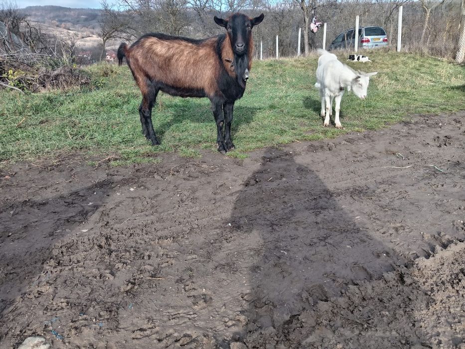 Vand  țap mare sanatos si deparazitat