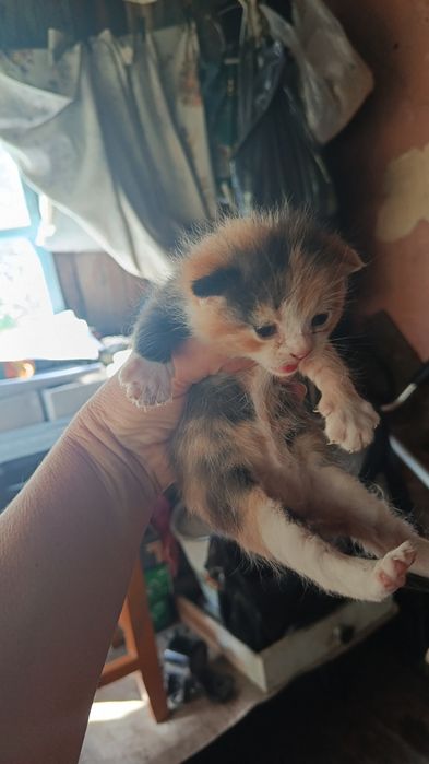 Отдам веслоухих котят