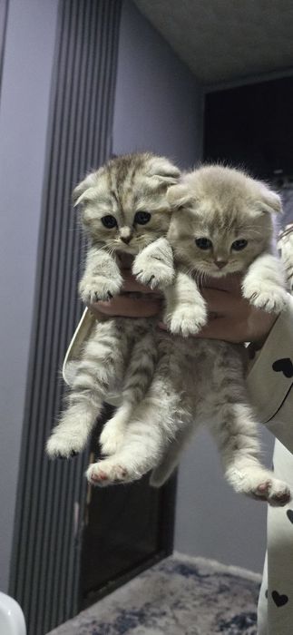 Тоза зотли мушукларимиз сотувда