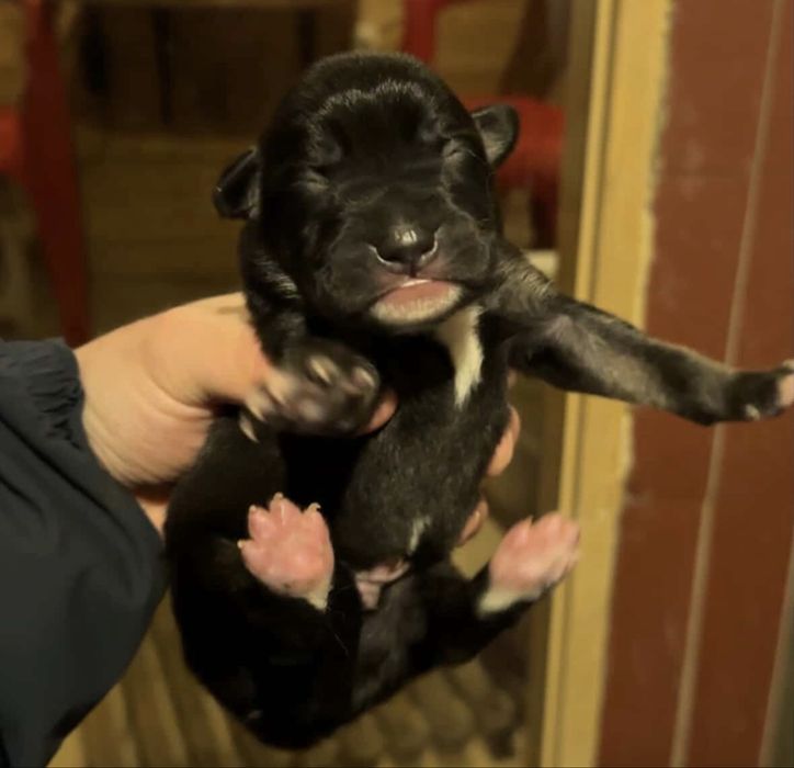 отдам щенят в добрые руки