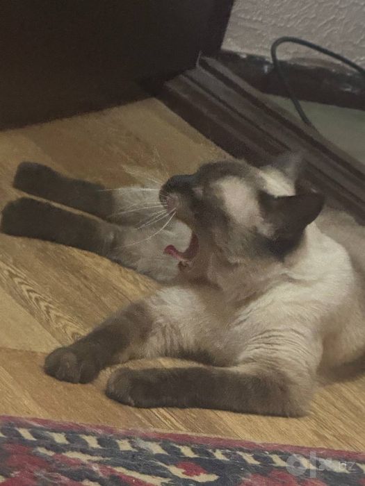 отдам в добрые руки кота