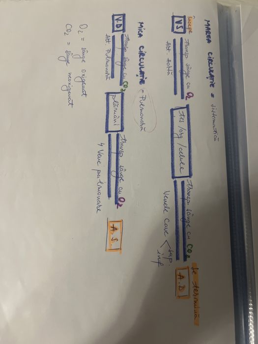 Meditatii bac anatomie, fiziologie si genetica clasa 11-12