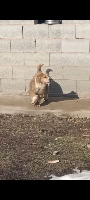 Продам алабая (тобет)