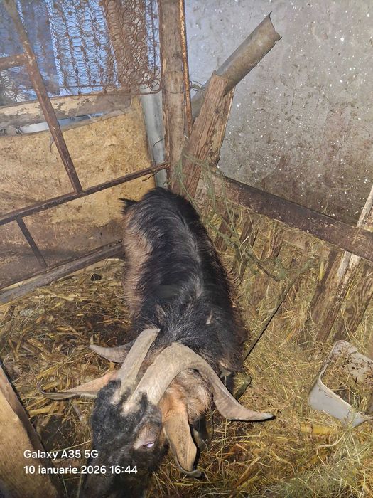 Vand tap vârstă  3ani