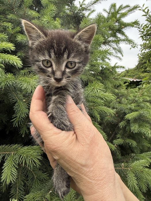 Отдам котят в хорошие руки