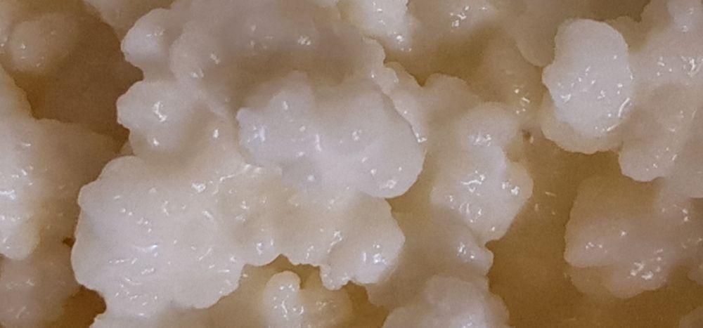 Ciuperca tibetana Kefir lapte