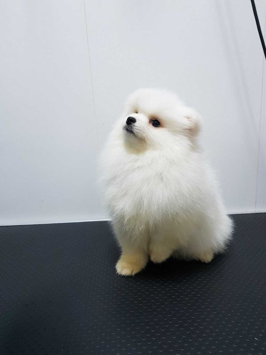 Продава  Пекинез, Мини шпиц