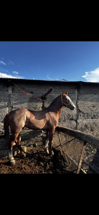 Айғыр    сатылады срочно