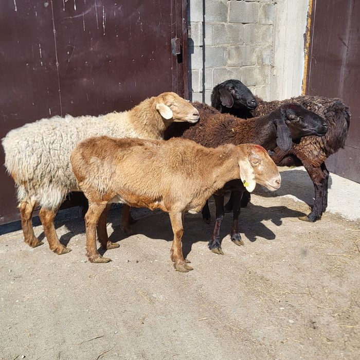 Продам 4 головы Арашан маток