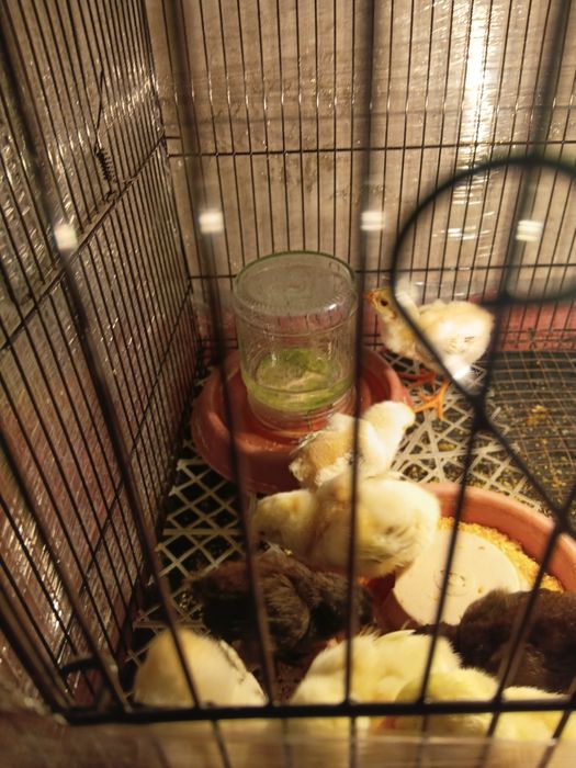 Хурозчалар привазной корея линияси