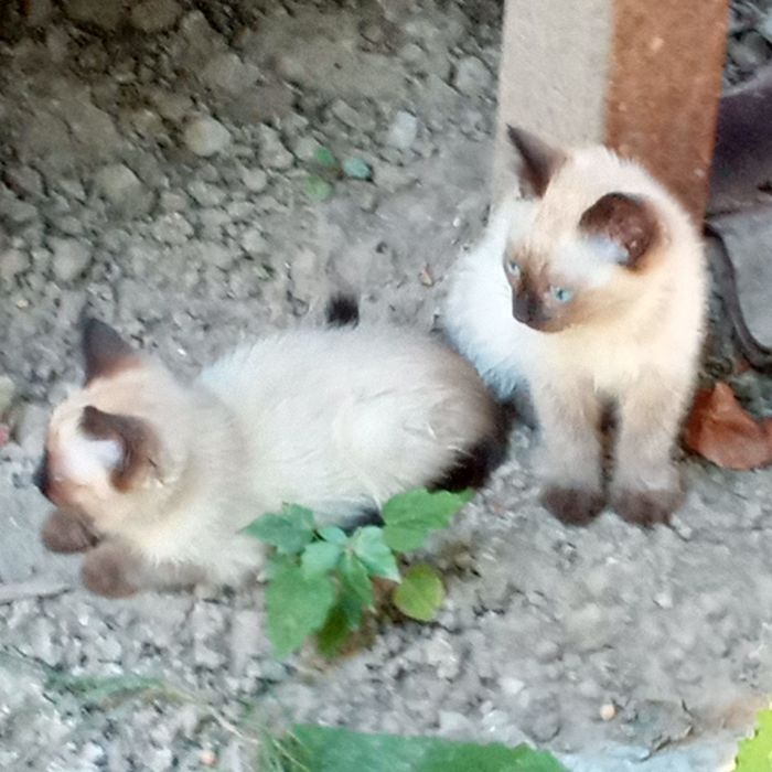 Сиамская кошка без родословной