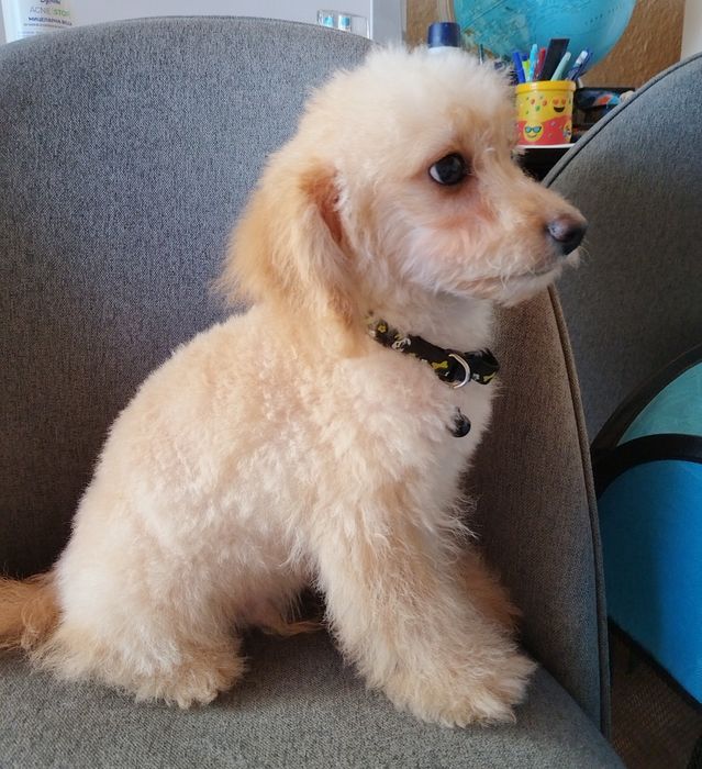 Той/Мини пудел момченце