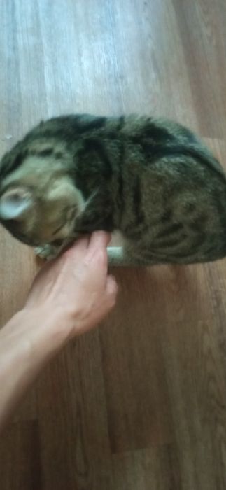 Отдадим подрощенного катёнка