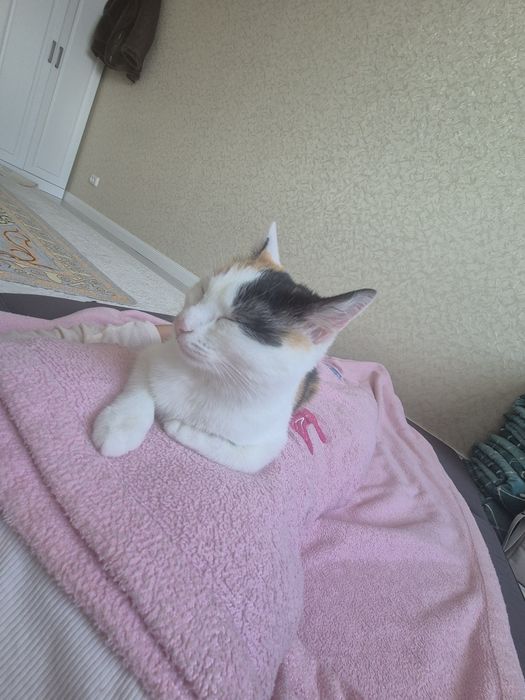 отдадим кошечку в добрые руки