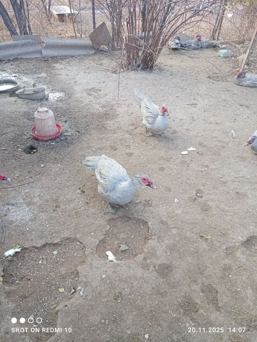 Индоутки порода Лаванда.