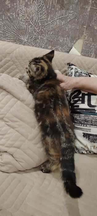 Отдам в добрые руки