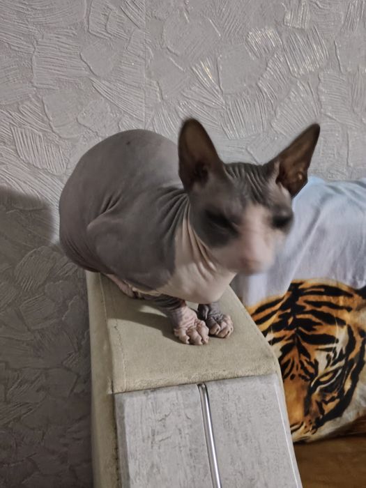 Продаю кошку.     .