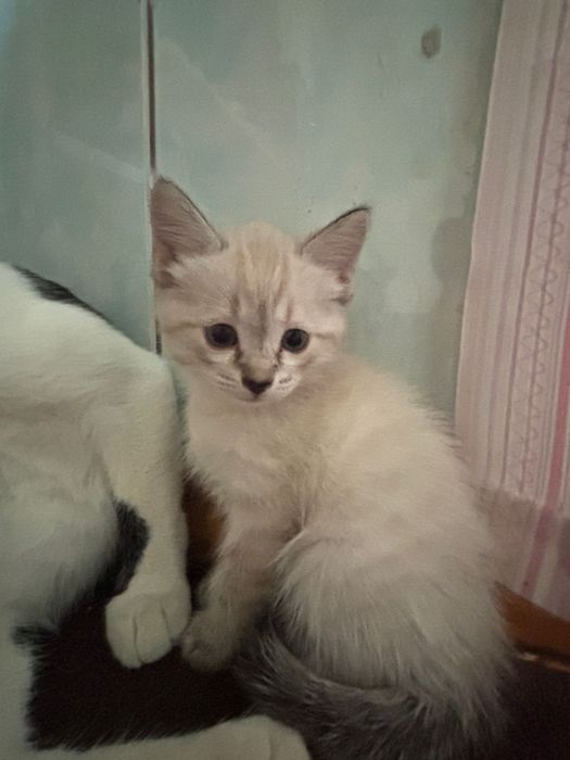 Сиамский котёнок!!! Девочка!!!