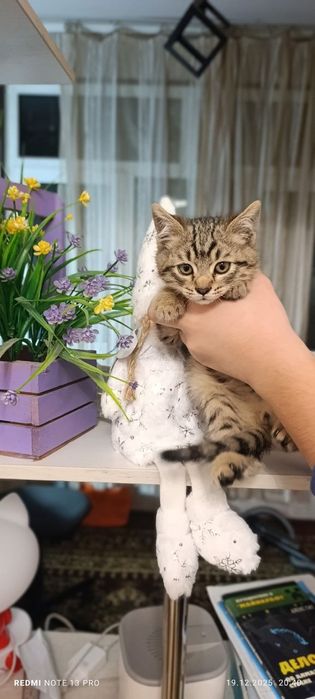 Барсик ищет добрых ручек. 2 месяца. Мальчик. Юнусабад