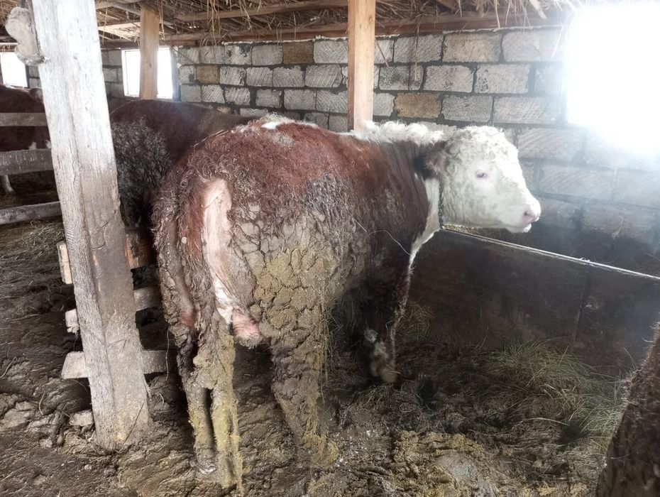 Букалар, быки откормда тур сатылады